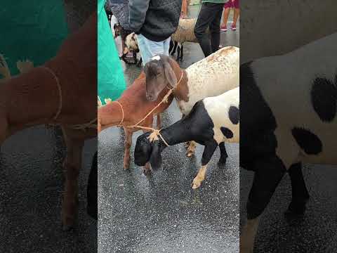 VOCÊ ENCONTRA NA FEIRA DE ANIMAIS DE UMBUZEIRO PARAÍBA