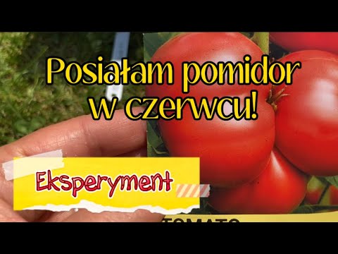 POSIAŁAM POMIDOR W CZERWCU I TO SIĘ STAŁO 🍅