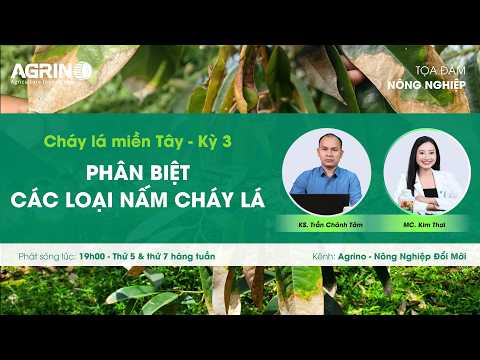 Tọa đàm sầu riêng - Agrino: CHÁY LÁ MIỀN TÂY KỲ 3 - PHÂN BIỆT CÁC LOẠI NẤM CHÁY LÁ