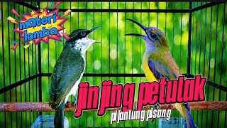 Download lagu MATERI KASAR DAN TAJAM | pijantung pisang, pelatuk beras, jinjing petulak, gerejatarung mp3 Download lagu MATERI KASAR DAN TAJAM | pijantung pisang, pelatuk beras, jinjing petulak, gerejatarung mp3