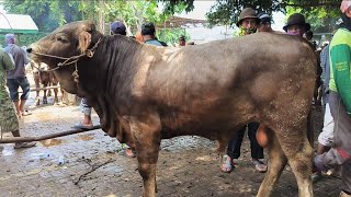 Download lagu 15 juta !! Pegon Super Harga Murah !! Calon 1 TON UP !! Pasar Sapi Tuban  mp3