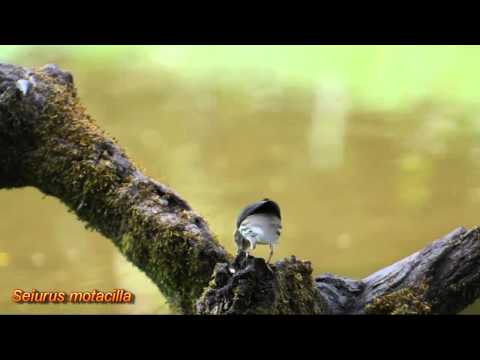 Seiurus motacilla