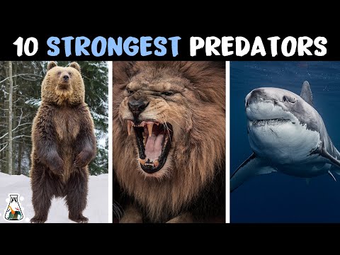 10 Strongest Predators In The Animal Kingdom