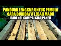 Step By Step Cara Budidaya Lebah Madu Untuk Pemula Dari Nol Sampai Siap Di Panen Madu Nya