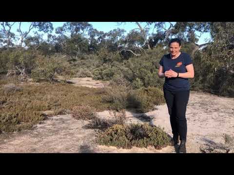 Bush Blitz Little Desert National Park