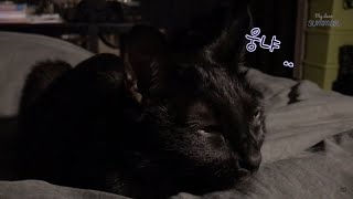 고양이가 에픽하이 ‘Lullaby For A Cat’을 들으면 정말 잠들까 ?  [여름이야]