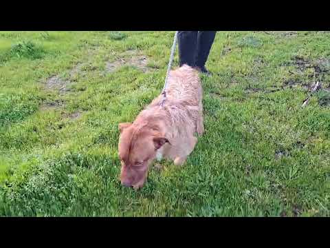 Vídeo de RUDI