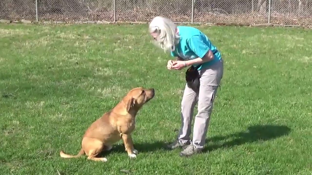 Rio, a Adoptable Mixed Breed in Nashville, IN video 6/6