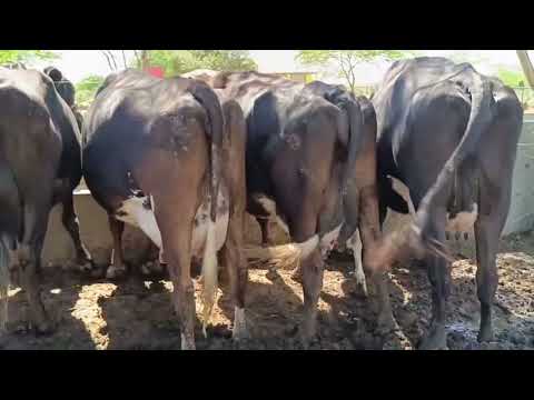 5 VACAS AMOJADA  A VENDA 87981470453 LOCAL AGUAS BELAS PE