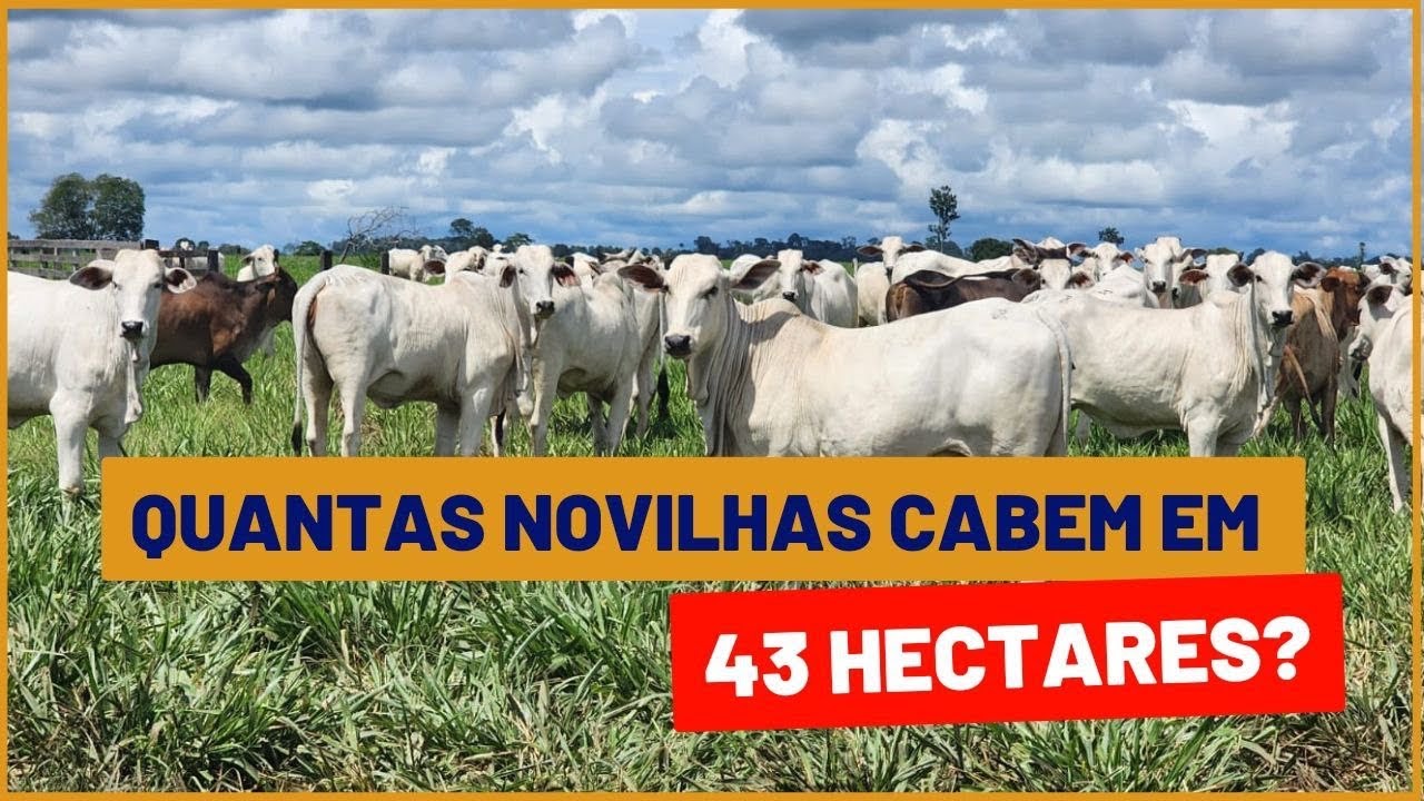 Calculando CAPACIDADE DE SUPORTE DE PASTO com 143 NOVILHAS