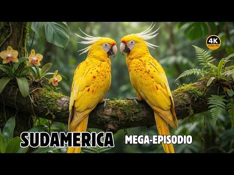 AMERICA DEL SUR: Las AVES Más Exóticas y MARAVILLOSAS Del Planeta | Documental Mega-Episodio