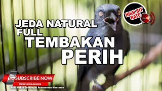 Download lagu #1🔴Tembakan Perih Srigunting Abu Abu Gacor Isian❗️Jeda Natural AMPUH 93% Cepat Masuk mp3