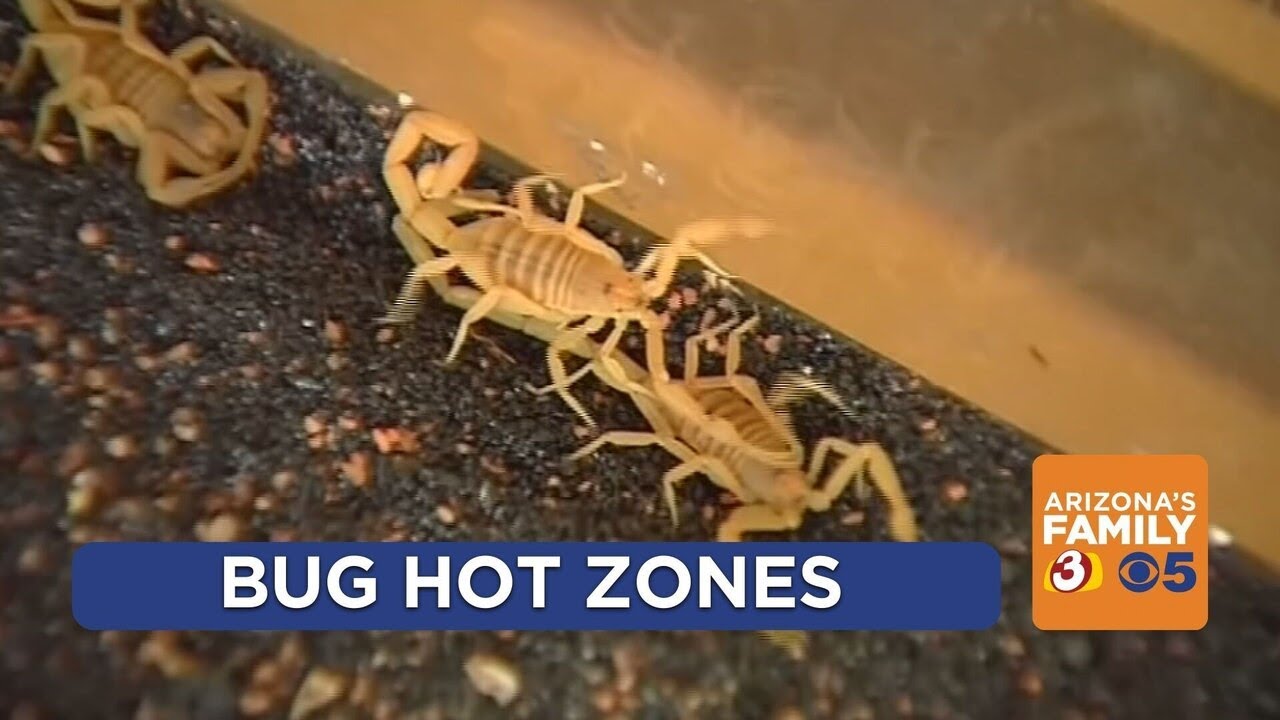 Pest control companies on high alert as temperatures rise in Arizona