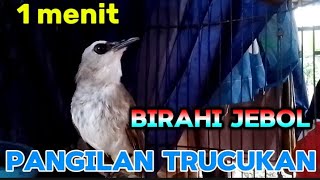 Download lagu Pangilan trucukan birahi ...gunakan suara ini pasti ikut gacor mp3 Download lagu Pangilan trucukan birahi ...gunakan suara ini pasti ikut gacor mp3
