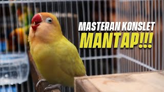 Download lagu MASTERAN Lovebird Konslet Jantan Beres Mandi Pagi mp3