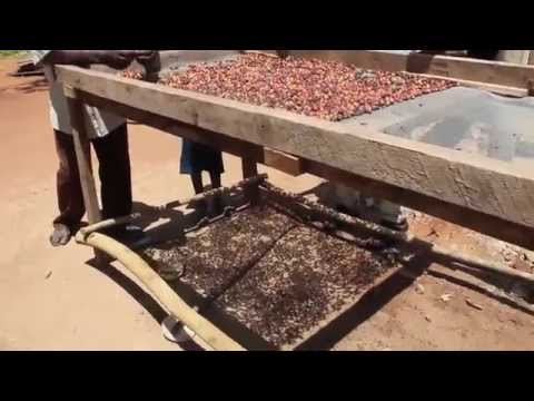 Kisansa - A Tree Is The Answer