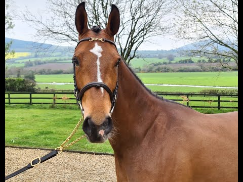 Don VHP X Sam R - Jumping Under Saddle