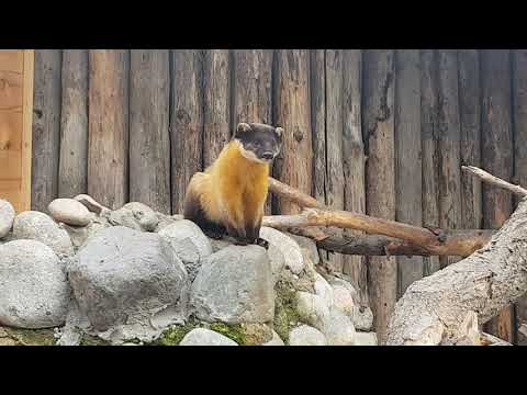 A male of Yellow-throated marten