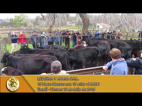 13-07-18 Venta de Vientres - Ledesma y Arana S.R.L. - Tandil.