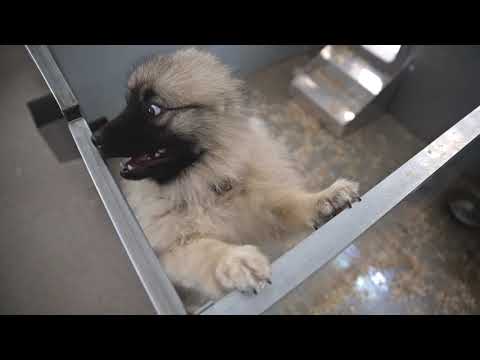 Kennel Tour 128