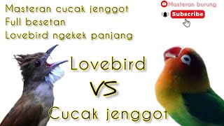 Download lagu kombinasi masteran cucak jenggot dan Lovebird jeda cocok masteran murai batu dan kacer mp3