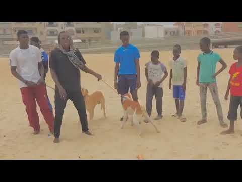 3étoiles gang (freestyle#1) clips officiels