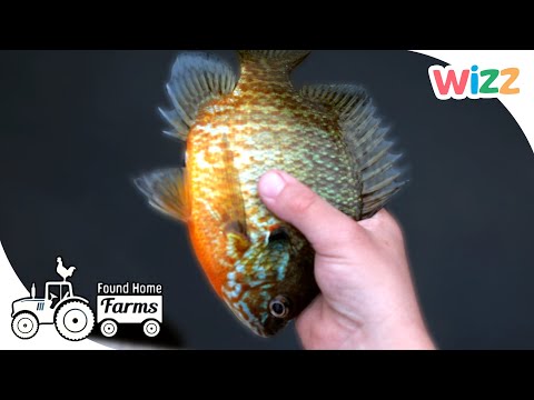 Found Home Farms | Fishing by the Lake | Animal Documentaries for Kids | @Wizz
