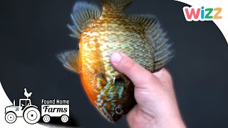 Found Home Farms | Fishing by the Lake | Animal Documentaries for Kids | @Wizz