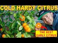 This Is The Best ORANGE TREE For Northern Growers To GROW CITRUS - The Millennial Gardener This Is The Best ORANGE TREE For Northern Growers To GROW CITRUS