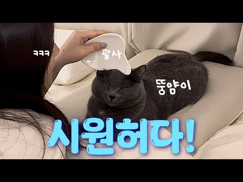 뚱얌이가 되어버린 고양이와 보내는 여름일상
