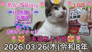 乳酸菌ウエット食べる三毛猫神の子あんず姫👸令和８年３月２６日(木)第７２９回新６９３ライブ配信(あんずDiary推定６歳８ヶ月)#保護猫#三毛猫あんず姫#あんずDiary#あんず姫応援隊メンバー募集中