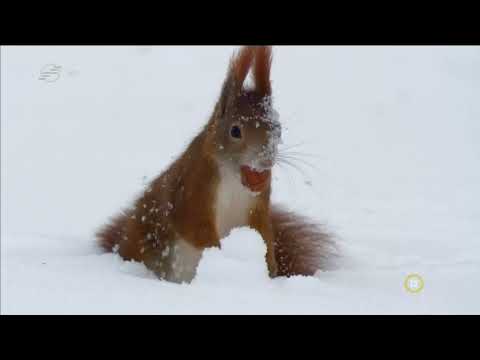 Téli fehérség - Egy évszak az Alpok északi peremén