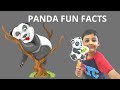 10 Fun Facts about Panda for Kids. All About Pandas/ Giant Pandas! Do you Love Pandas?
