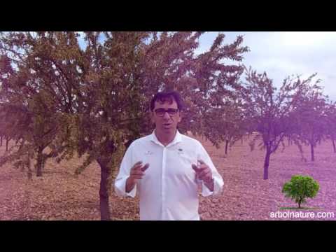 Fotograma del vídeo: Precios de la Almendra 2016. Arbolnature