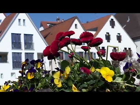 Riedlingen. Dunau. 19.03.2022