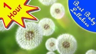 💕 Baby Piano Lullaby 💕 Lullabies Music Baby Go To Sleep Music Songs Baby Lullaby Baby Go To Sleep