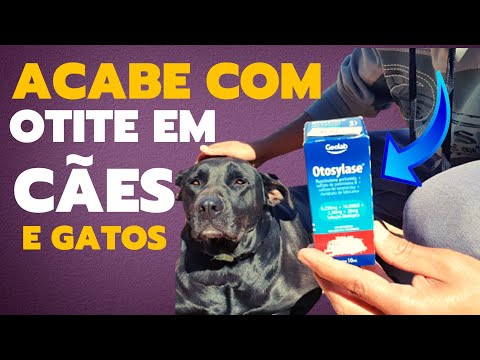 How to treat ear infections in dogs (best remedies)