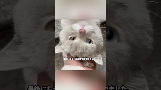 優しい少女が白猫に餌を与え、可愛い友情が始まった #猫 #白猫 #猫友情 #猫可愛い #猫動画