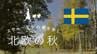 【北欧暮らしVlog】秋のストックホルム / 森を歩く / スウェーデンの休日 / まったりDay🐕🦺🌳