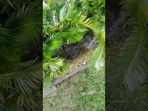 ソテツ、サゴヤシシダ 植物