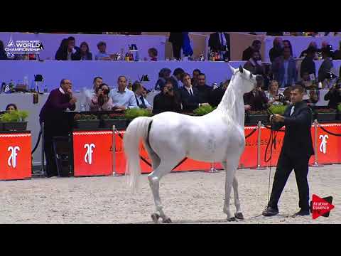 N.55 NOFT AL NAYFAT - Paris 2017 - Senior Mares (Class CM3A)