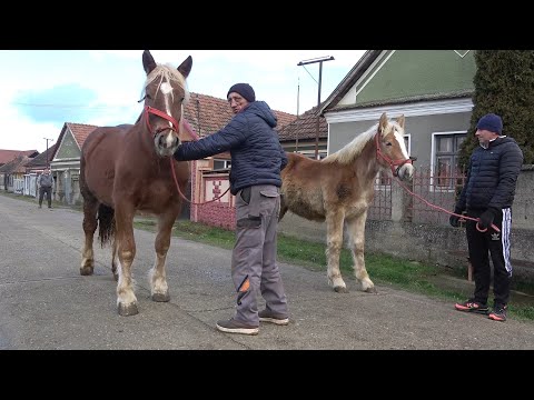 Caii lui Marius   Danu de la Sabolciu, Bihor - 2023 Nou!!!