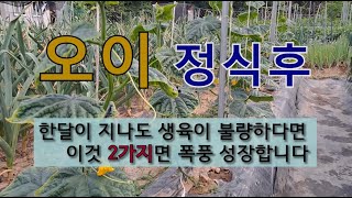 오이 정식 후 한달이 지나도 생육이 불량하다면 이것 두 가지면 폭풍 성장합니다. #오이 잘가꾸는 방법 #오이…