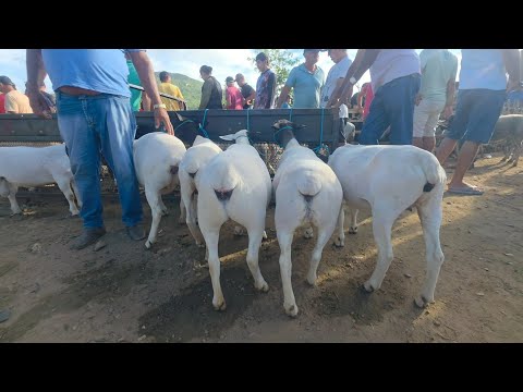Feira de animais da vila do jerimum Taquaritinga do Norte Pernambuco a melhor da região 26/04/2026 