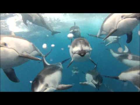 Majestic Dolphins.........Simply Awesome