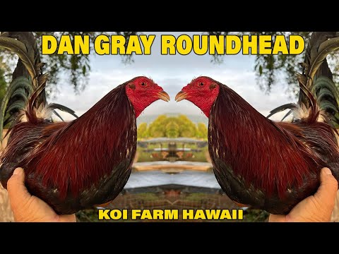 Koi Farm Dan Gray Roundhead | Beautiful Birds