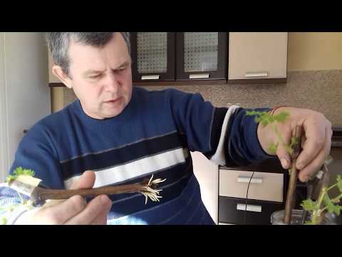 Ячмень на винограднике. Как вырастить мощные корни