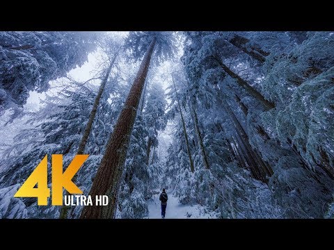 Walking in a Snow Forest 4K UHD with Piano Music #2 - Squak Mountain Fireplace Trail, WA