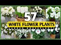 57 Best White Flower Plants For Garden White Flower Plant Types Plant And Planting
