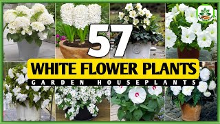 Download lagu 57 Best White Flower Plants for Garden | White Flower Plant Types | Plant and Planting mp3 Download lagu 57 Best White Flower Plants for Garden | White Flower Plant Types | Plant and Planting mp3